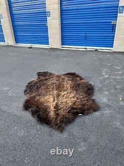 Real Buffalo / Bison Fresh Tanned Taxidermy Rug Hide Brand New