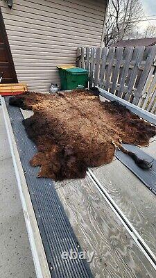 Real Buffalo / Bison Fresh Tanned Taxidermy Rug Hide Brand New