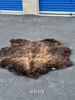 Real Buffalo / Bison Fresh Tanned Taxidermy Rug Hide Brand New