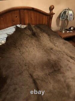 Real Buffalo / Bison Fresh Tanned Taxidermy Rug Hide Brand New