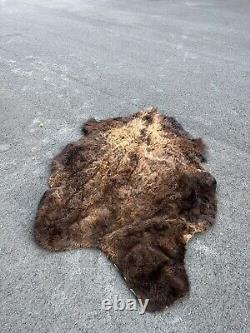 Real Buffalo / Bison Fresh Tanned Taxidermy Rug Hide Brand New