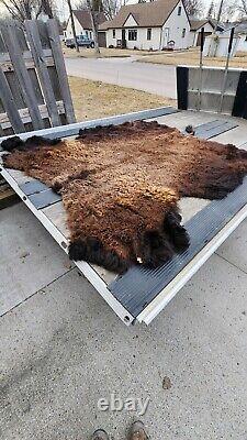 Real Buffalo / Bison Fresh Tanned Taxidermy Rug Hide Brand New