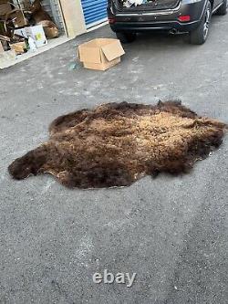 Real Buffalo / Bison Fresh Tanned Taxidermy Rug Hide Brand New