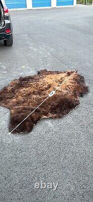 Real Buffalo / Bison Fresh Tanned Taxidermy Rug Hide Brand New