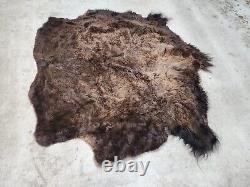 Real Buffalo / Bison Fresh Taxidermy Rug Hide Fbh1. 62x65