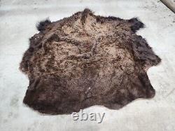 Real Buffalo / Bison Fresh Taxidermy Rug Hide Fbh1. 62x65