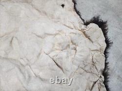 Real Buffalo / Bison Fresh Taxidermy Rug Hide Fbh1. 62x65