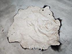 Real Buffalo / Bison Fresh Taxidermy Rug Hide Fbh1. 62x65