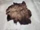 Real Buffalo / Bison Fresh Taxidermy Rug Hide Fbh2 56x66