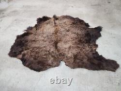 Real Buffalo / Bison Fresh Taxidermy Rug Hide Fbh2 56x66