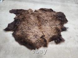Real Buffalo / Bison Fresh Taxidermy Rug Hide Fbh2 56x66