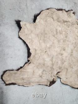 Real Buffalo / Bison Fresh Taxidermy Rug Hide Fbh2 56x66