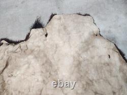 Real Buffalo / Bison Fresh Taxidermy Rug Hide Fbh2 56x66