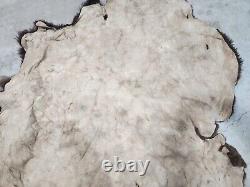 Real Buffalo / Bison Fresh Taxidermy Rug Hide Fbh2 56x66