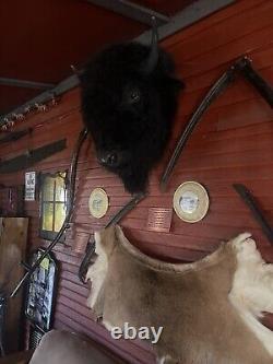 Real Buffalo / Bison Head Taxidermy Mount