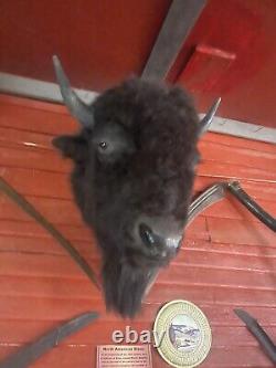 Real Buffalo / Bison Head Taxidermy Mount