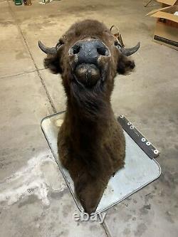 Real Buffalo / Bison Head Taxidermy Mount