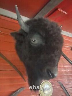 Real Buffalo / Bison Head Taxidermy Mount