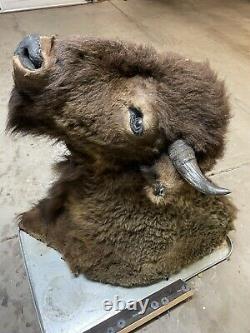 Real Buffalo / Bison Head Taxidermy Mount