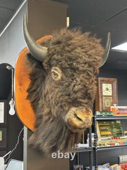 Real Buffalo / Bison Head Taxidermy Mount Neck Mount