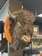 Real Buffalo / Bison Head Taxidermy Mount Neck Mount