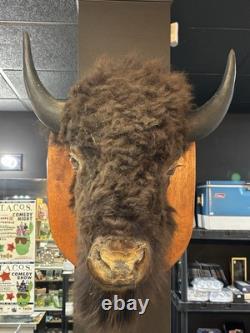 Real Buffalo / Bison Head Taxidermy Mount Neck Mount