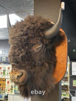 Real Buffalo / Bison Head Taxidermy Mount Neck Mount