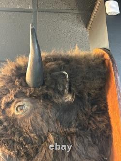 Real Buffalo / Bison Head Taxidermy Mount Neck Mount