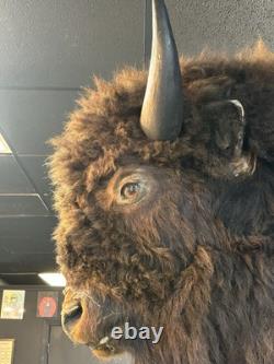 Real Buffalo / Bison Head Taxidermy Mount Neck Mount