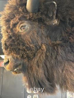 Real Buffalo / Bison Head Taxidermy Mount Neck Mount