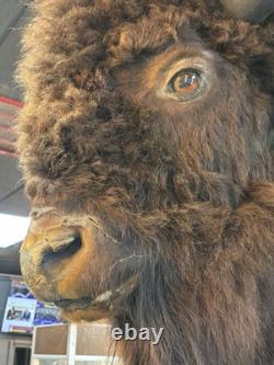 Real Buffalo / Bison Head Taxidermy Mount Neck Mount