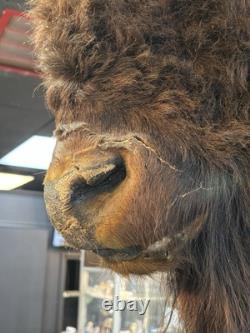 Real Buffalo / Bison Head Taxidermy Mount Neck Mount