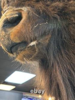 Real Buffalo / Bison Head Taxidermy Mount Neck Mount