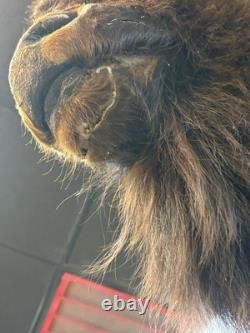 Real Buffalo / Bison Head Taxidermy Mount Neck Mount