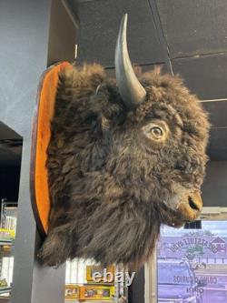 Real Buffalo / Bison Head Taxidermy Mount Neck Mount