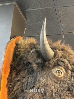 Real Buffalo / Bison Head Taxidermy Mount Neck Mount