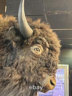 Real Buffalo / Bison Head Taxidermy Mount Neck Mount