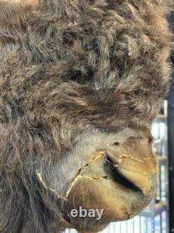 Real Buffalo / Bison Head Taxidermy Mount Neck Mount