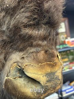 Real Buffalo / Bison Head Taxidermy Mount Neck Mount