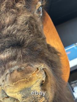 Real Buffalo / Bison Head Taxidermy Mount Neck Mount