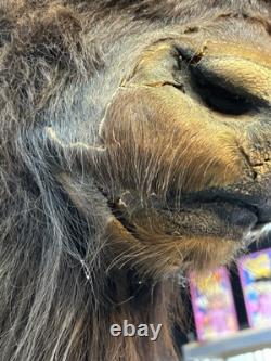 Real Buffalo / Bison Head Taxidermy Mount Neck Mount