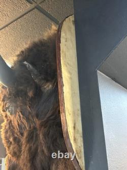 Real Buffalo / Bison Head Taxidermy Mount Neck Mount