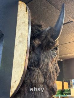 Real Buffalo / Bison Head Taxidermy Mount Neck Mount
