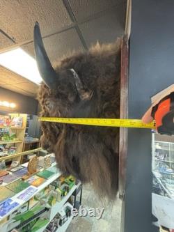 Real Buffalo / Bison Head Taxidermy Mount Neck Mount