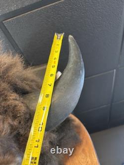 Real Buffalo / Bison Head Taxidermy Mount Neck Mount