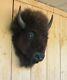 Real Buffalo / Bison Head Taxidermy Mount New