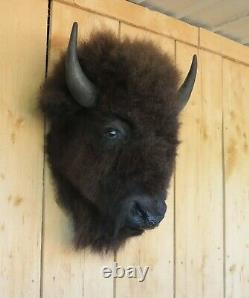Real Buffalo / Bison Head Taxidermy Mount New