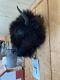 Real Buffalo / Bison Head Taxidermy Mount New Neck Mount (you Get One Pictured)