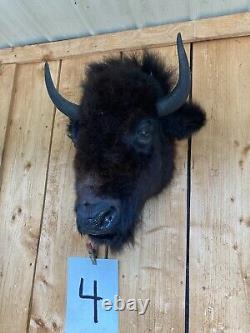 Real Buffalo / Bison Head Taxidermy Mount New Neck Mount (you Get One Pictured)