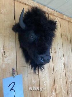 Real Buffalo / Bison Head Taxidermy Mount New Neck Mount (you Get One Pictured)